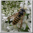 Dolichovespula saxonica -Saechsische Wespe 05.jpg